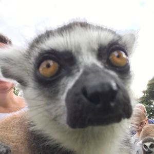 Meet your Posher, Allie